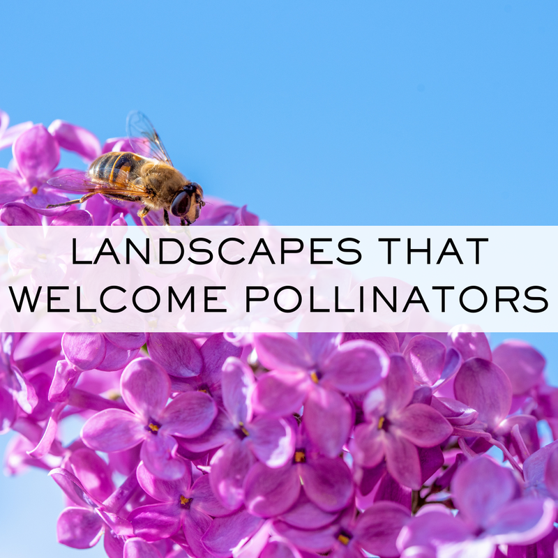 Landscapes that welcome pollinators. What plants to use to welcome bees in Minnesota.