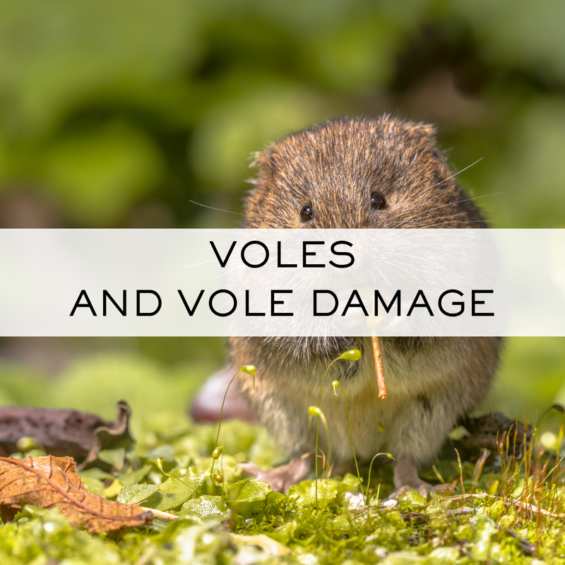Voles and Vole Damage. Here are unmistakable signs of these field mice.
