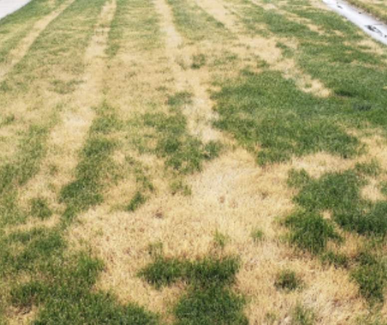 Ascochyta Leaf Blight