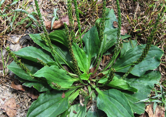 Broadleaf Plantain