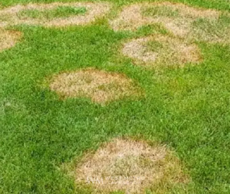 Brown Patch