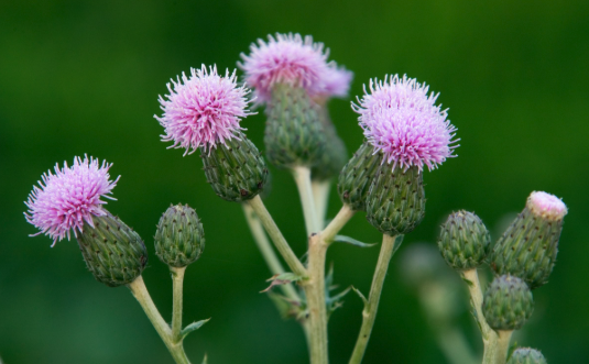 Canada Thistle