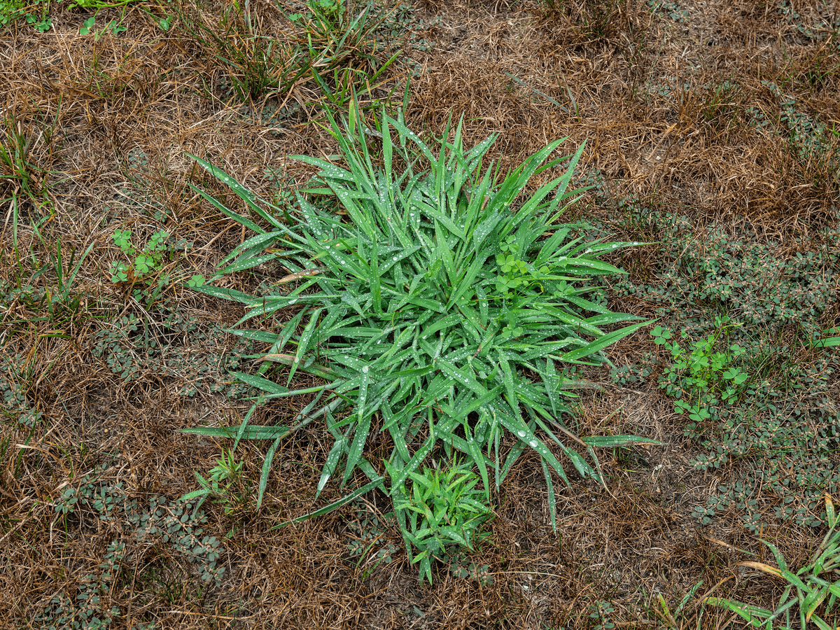 Crabgrass