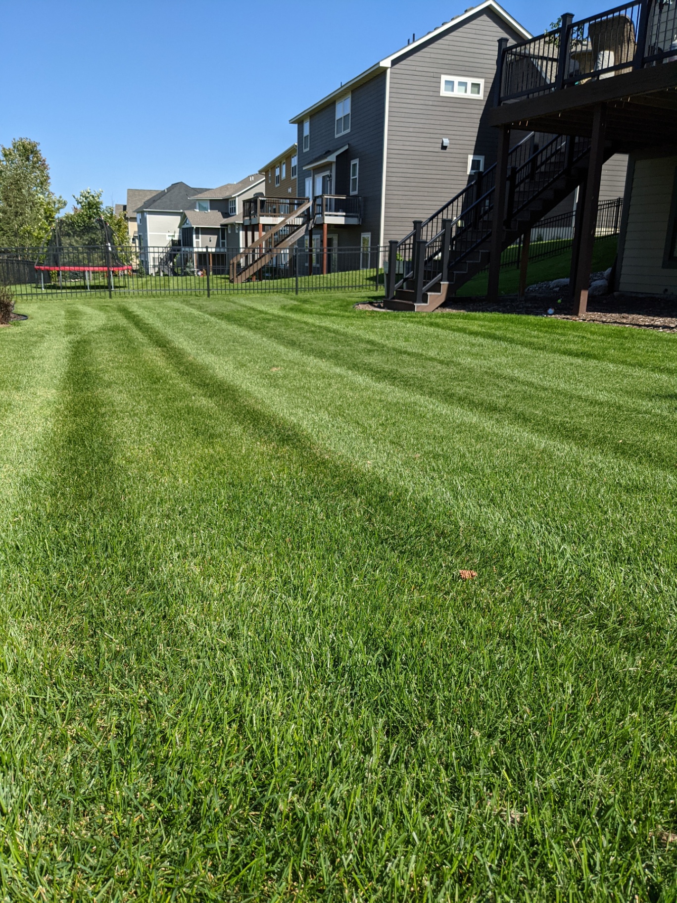 Freshly striped residential lawn showing strong fertilization and lawn care results
