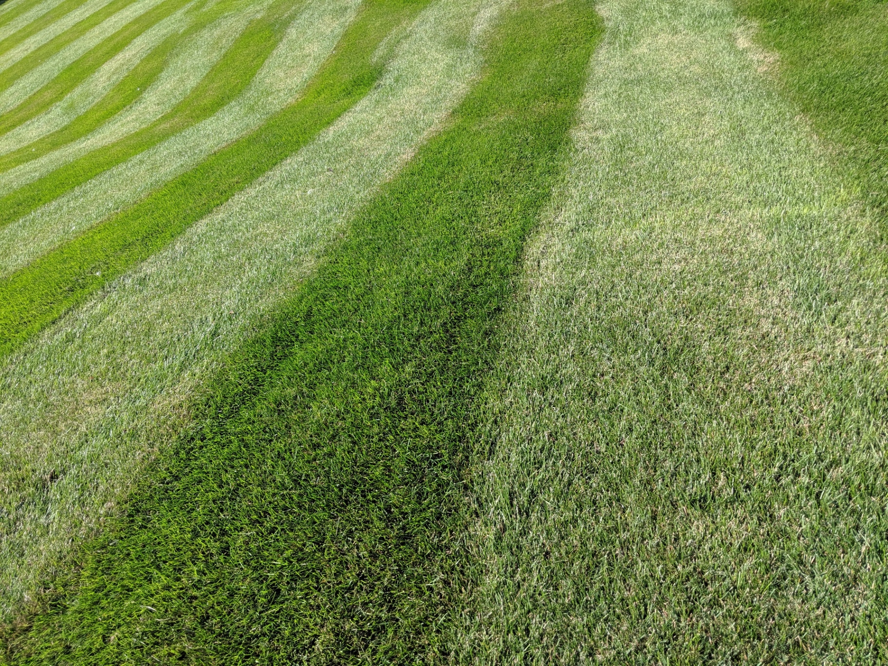 Close-up of dark green healthy turf showing fertilization results and striping