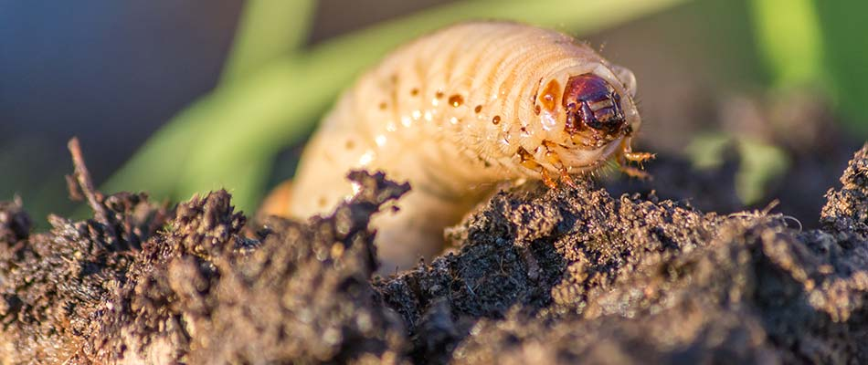 Close-up of a white grub larvae in soil
