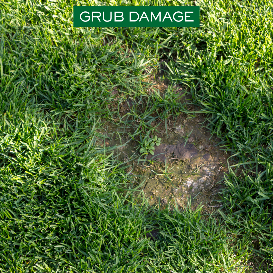 Grub damage showing a bare brown patch surrounded by green grass