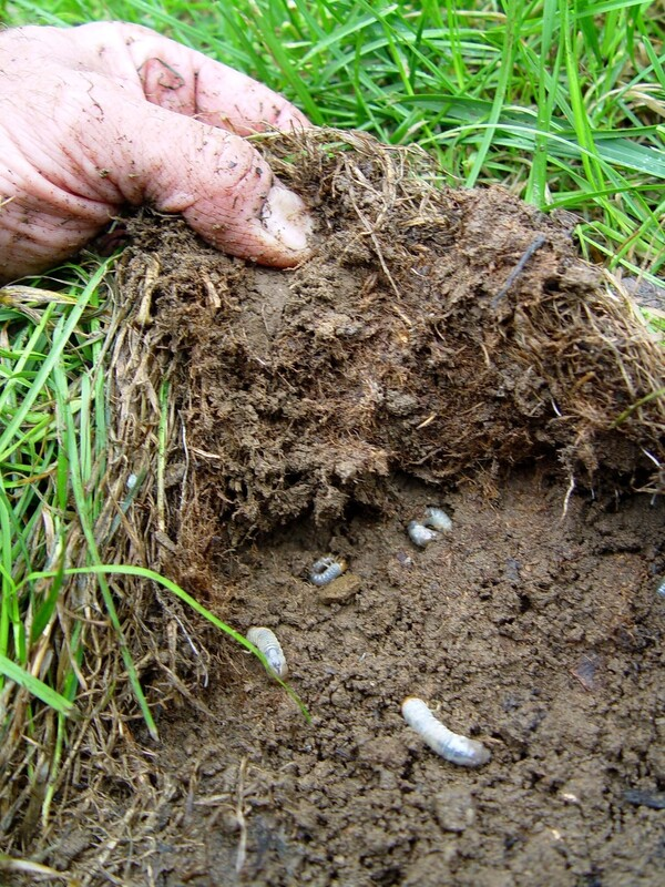 Grubs found under damaged lawn turf being pulled back