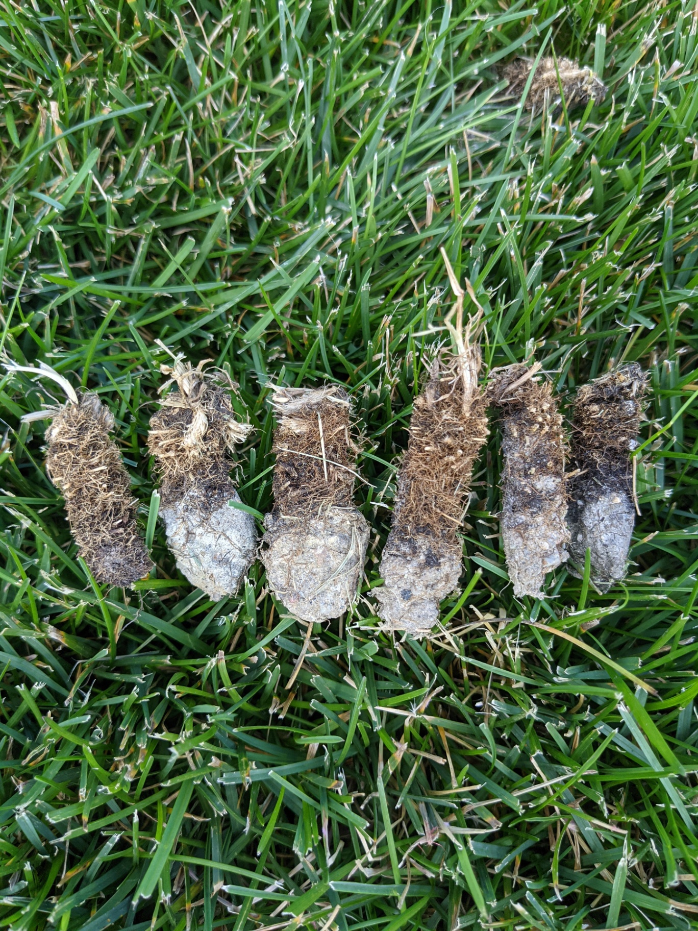 Aeration core plugs pulled from a lawn showing soil and root structure