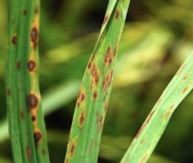 Leaf Spot