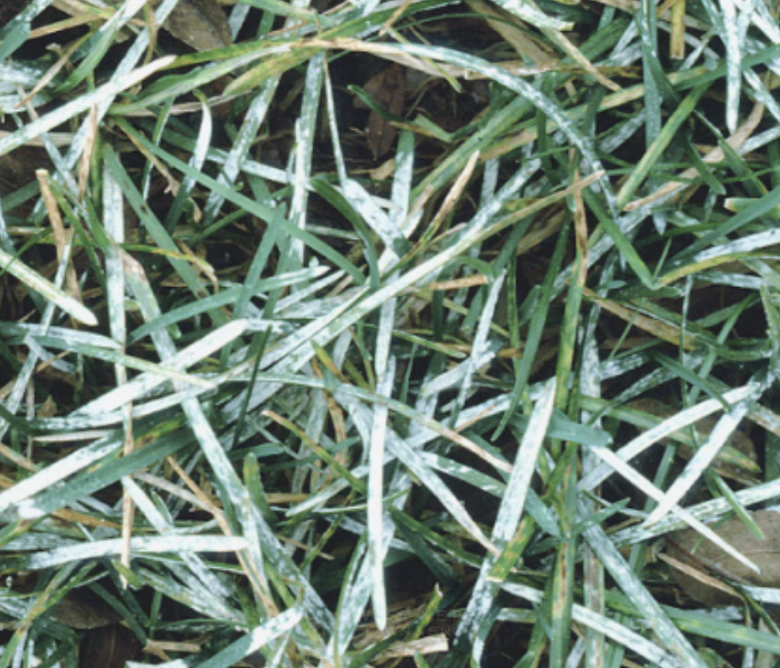 Powdery Mildew