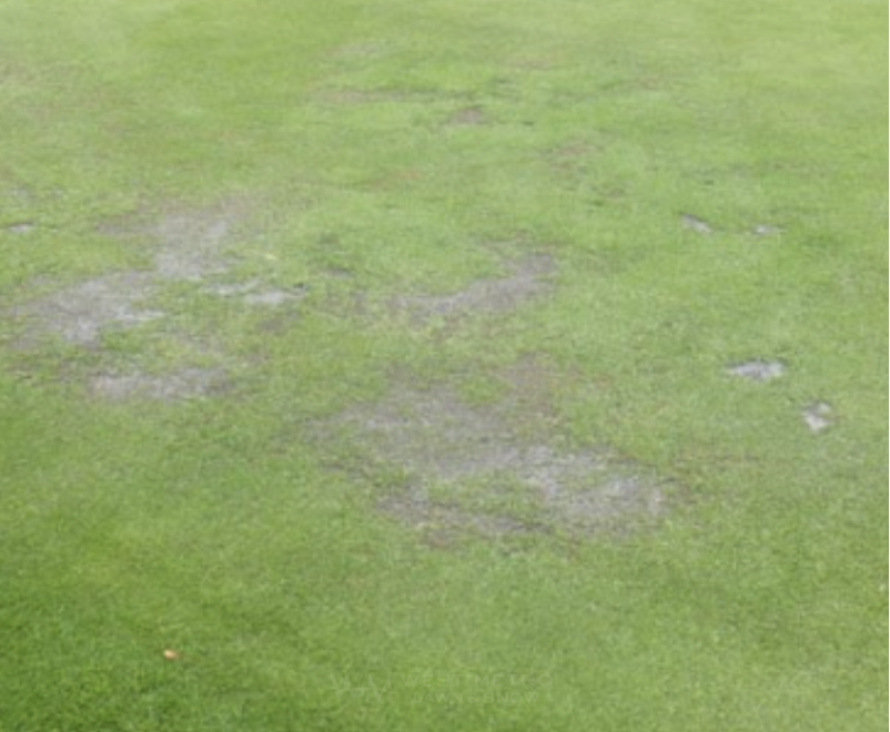 Pythium Blight