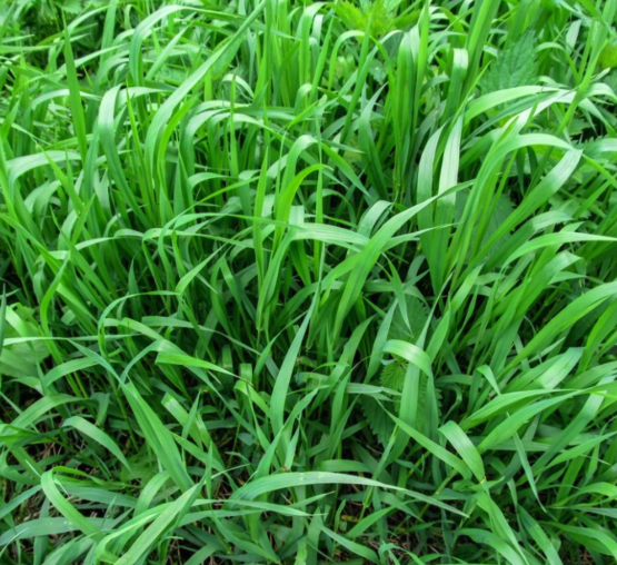 Quackgrass