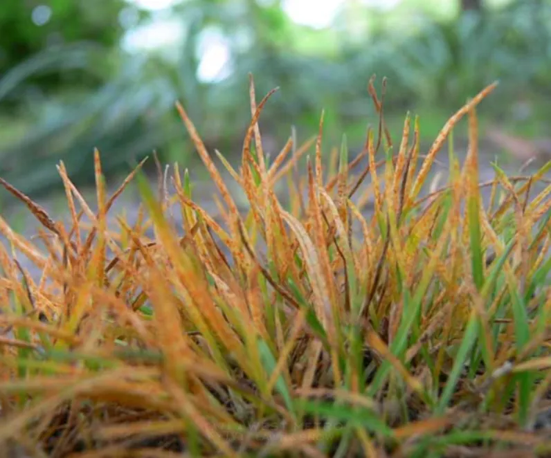 Rust Disease