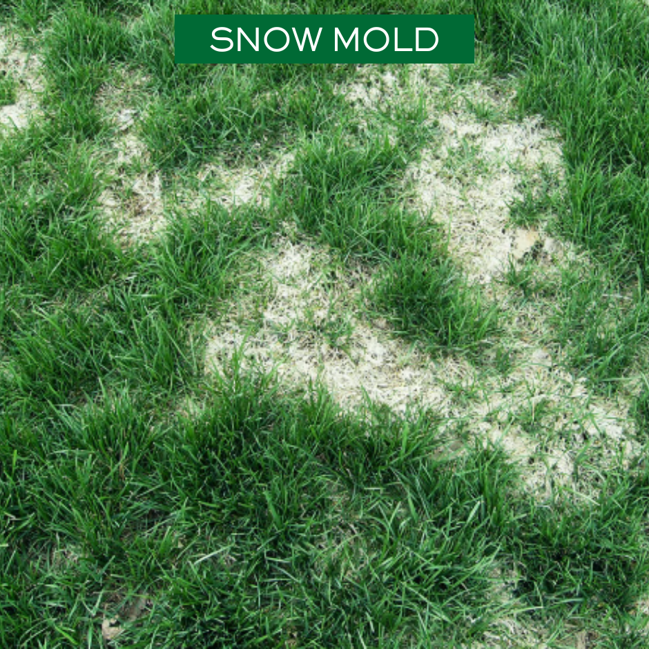 Snow mold showing matted, bleached patches of grass after the snow has melted
