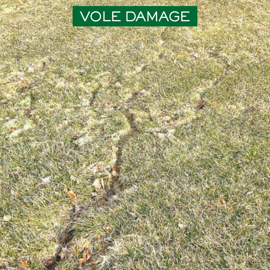 Vole damage showing winding runway paths worn into the surface of a lawn