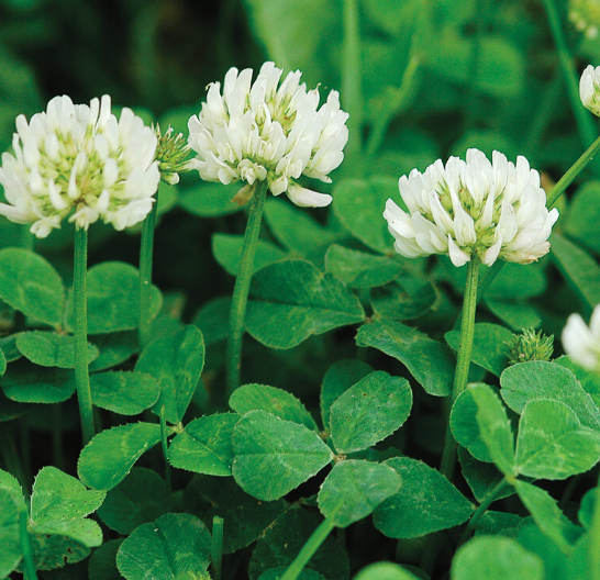 White Clover