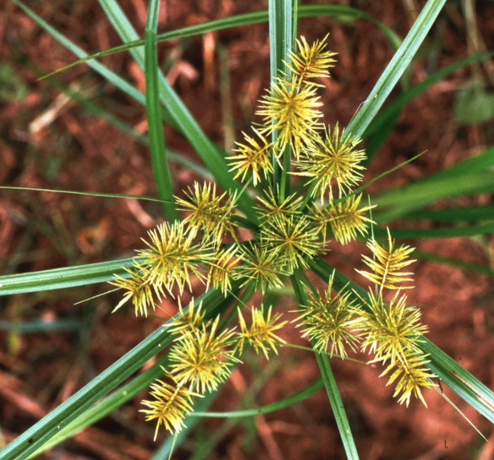 Yellow Nutsedge
