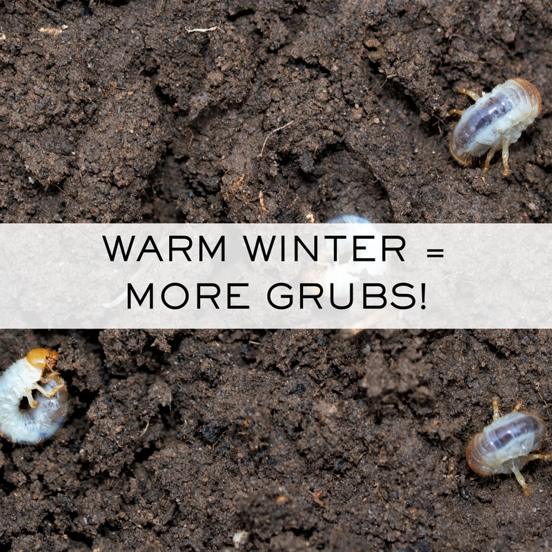 Warm winter = more grubs! Telltale signs for grubs.
