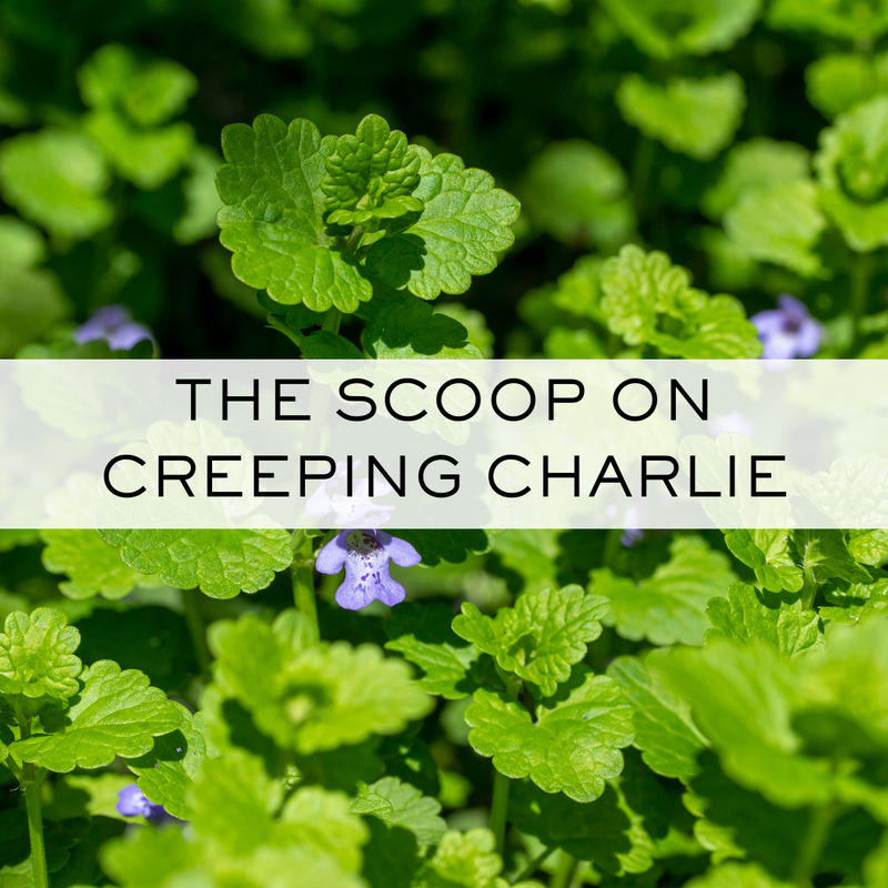 The scoop on Creeping Charlie. How to eradicate and prevent. Minnesota.