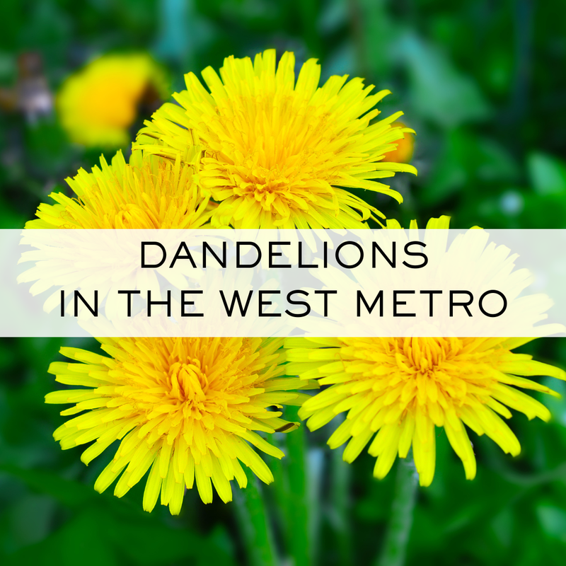 Dandelions in the West Metro. Life cycle.