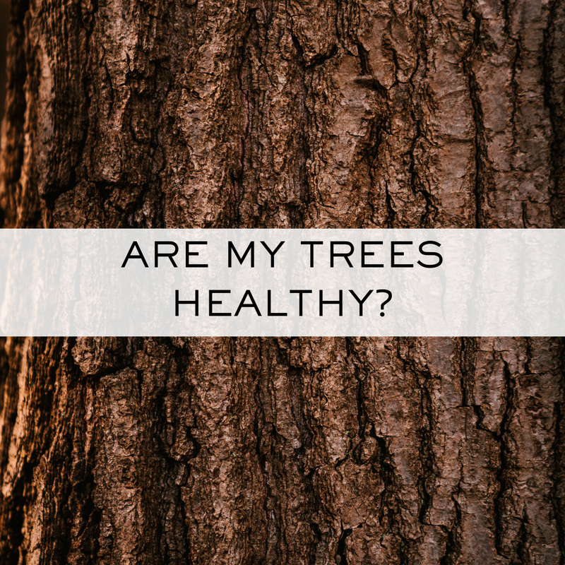 Are my trees healthy? These are indicators of healthy trees in Maple Grove, Plymouth, Medina, Corcoran and Hamel, Minnesota.