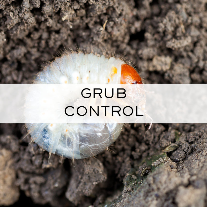 Grub Control. Grub control involves both the eradication of existing grubs and preventive measures to stop their infestation in your lawn before they can cause damage. 