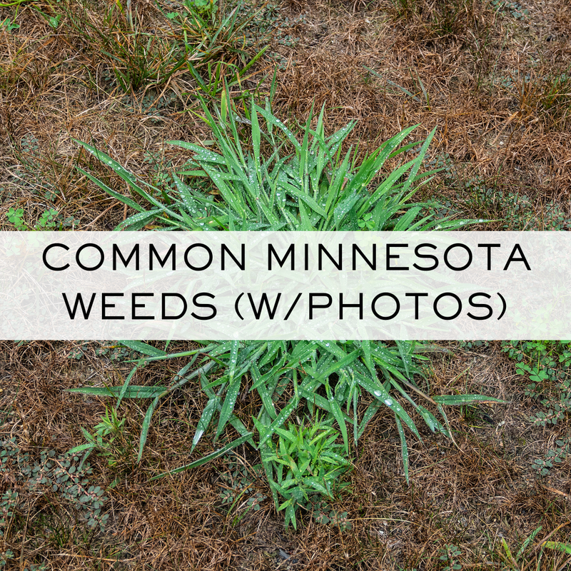 Common Minnesota Weeds. Dandelion, creeping charlie, crabgrass, white clover, quackgrass, broadleaf plantain, canada thistle, yellow nutsedge.