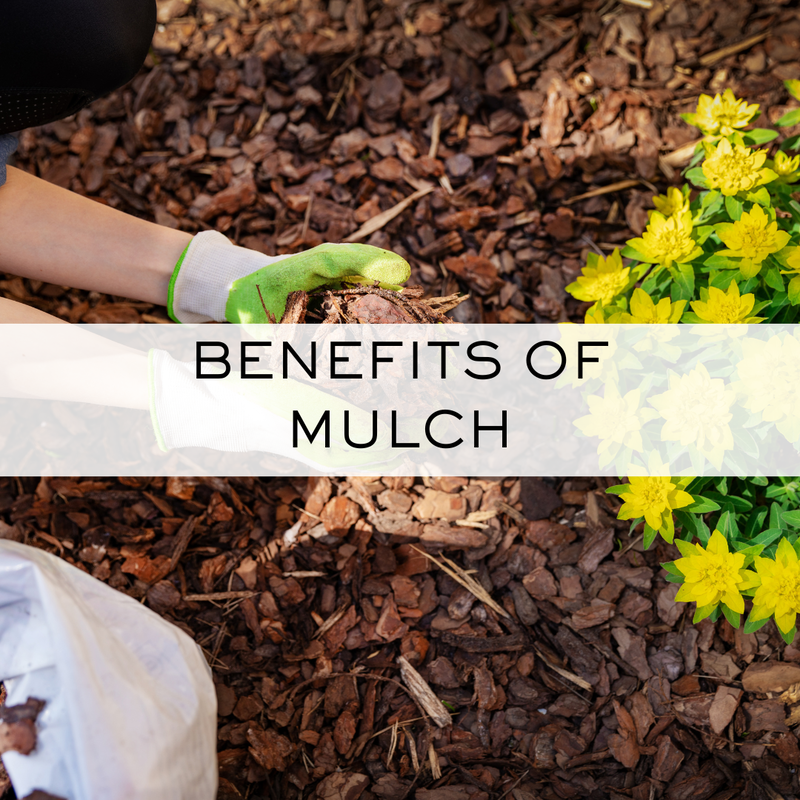 benefits of mulch in Plymouth, Maple Grove, Medina