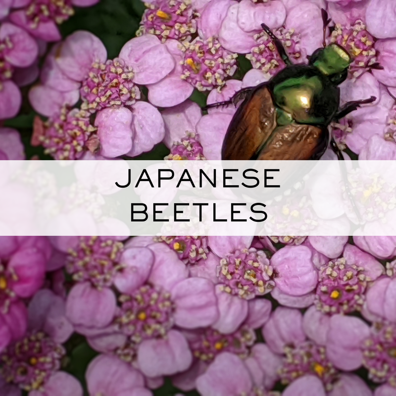 Japanese beetles in Minnesota can be controlled with Grub Control and Mosquito Control.